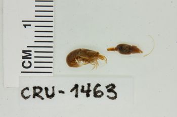 Media type: image; Invertebrate Zoology CRU-1463   Description: Preserved specimen.;